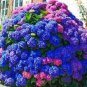 Hydrangea - Bright Purple Flowers 40 Seeds