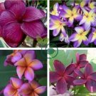 Plumeria Hawaiian- Purple Flowers 200  Seeds