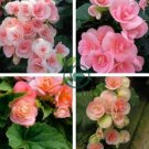 Exotic Rieger Begonia Flowers - Mixed Flowers 100 seeds