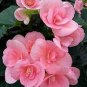 Exotic Rieger Begonia Flowers - Mixed Flowers 100 seeds