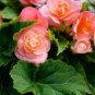 Exotic Rieger Begonia Flowers - Mixed Flowers 100 seeds