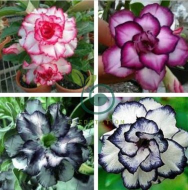 Desert Rose  - Black and White Double Flowers 4 Seeds