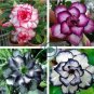 Desert Rose  - Black and White Double Flowers 4 Seeds