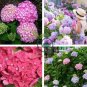 Japanese Lilac Hydrangea Flowers  - Pink White Flowers 200 Seeds