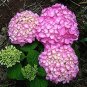 Japanese Lilac Hydrangea Flowers  - Pink White Flowers 200 Seeds