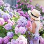 Japanese Lilac Hydrangea Flowers  - Pink White Flowers 200 Seeds