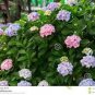Japanese Lilac Hydrangea Flowers - Pink White Flowers 200 Seeds