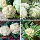 Natural Health White Broccoli Cauliflower 100 Seeds