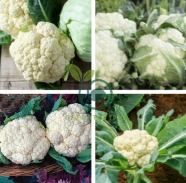 Natural Health White Broccoli Cauliflower 100 Seeds