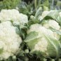 Natural Health White Broccoli Cauliflower 100 Seeds