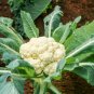 Natural Health White Broccoli Cauliflower 100 Seeds