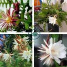 Epiphyllum Anguliger Fishbone Succulent Bonsai Flower  - Dark Red Flowers 200 Seeds