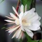 Epiphyllum Anguliger Fishbone Succulent Bonsai Flower  - Dark Red Flowers 200 Seeds
