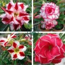 Desert Rose Adenium  - Bonsai Series White Single Flowers with Rose Red Edge  4 Seeds