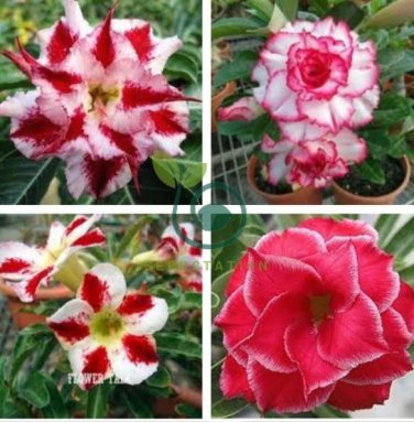 Desert Rose Adenium  - Bonsai Series White Single Flowers with Rose Red Edge  4 Seeds