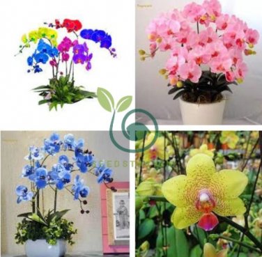 Phalaenopsis Orchid, Phalaenopsis Flower 200 Seeds