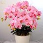 Phalaenopsis Orchid, Phalaenopsis Flower 200 Seeds