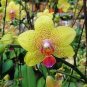 Phalaenopsis Orchid, Phalaenopsis Flower 200 Seeds