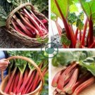 Rhubarb Vanilla Vegetable 20 Seeds