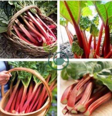 Rhubarb Vanilla Vegetable 20 Seeds