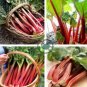 Rhubarb Vanilla Vegetable 20 Seeds