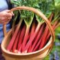 Rhubarb Vanilla Vegetable 20 Seeds