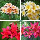 Garden Frangipani Plumeria Rubra Flower 200 Seeds