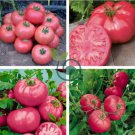 Hybrid Rose Pink Big Tomato 200 Seeds