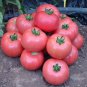 Hybrid Rose Pink Big Tomato 200 Seeds