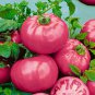 Hybrid Rose Pink Big Tomato 200 Seeds