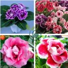 Climbing Gloxinia Seed Perennial Sinningia Speciosa Flower 200 Seeds