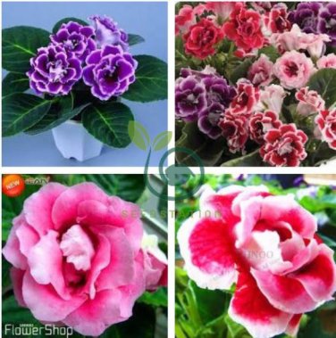 Climbing Gloxinia Seed Perennial Sinningia Speciosa Flower 200 Seeds