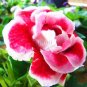 Climbing Gloxinia Seed Perennial Sinningia Speciosa Flower 200 Seeds