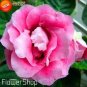 Climbing Gloxinia Seed Perennial Sinningia Speciosa Flower 200 Seeds