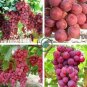 Giant Red Globe Grape Vine Fruit 200 Seeds