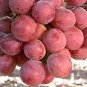 Giant Red Globe Grape Vine Fruit 200 Seeds