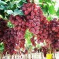 Giant Red Globe Grape Vine Fruit 200 Seeds