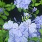 Plumbago Auriculata Bonsai - Purple White Flowers 200 Seeds