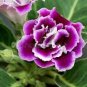Gloxinia Plants - Pink White Flowers with Yellow Centre 200 Seeds