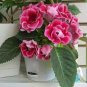 Gloxinia Plants - Pink White Flowers with Yellow Centre 200 Seeds