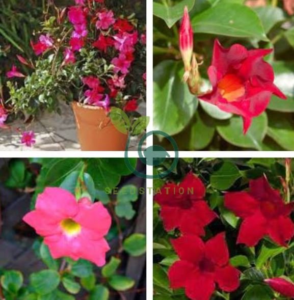 Climbing Mandevilla Sanderi Dipladenia sanderi - Dark Red Flowers 400 Seeds