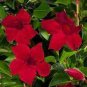 Climbing Mandevilla Sanderi Dipladenia sanderi - Dark Red Flowers 400 Seeds