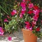 Climbing Mandevilla Sanderi Dipladenia sanderi - Dark Red Flowers 400 Seeds