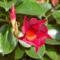 Climbing Mandevilla Sanderi Dipladenia sanderi - Dark Red Flowers 400 Seeds