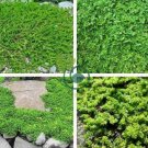 Ground Cover Green Herniaria Glabra 200 Seeds