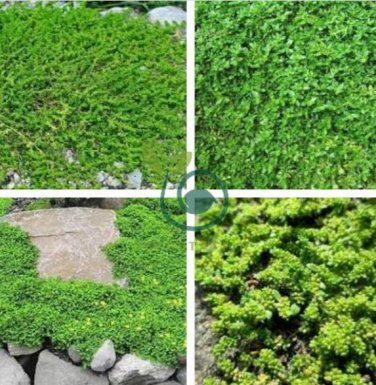 Ground Cover Green Herniaria Glabra 200 Seeds