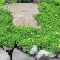 Ground Cover Green Herniaria Glabra 200 Seeds