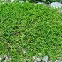 Ground Cover Green Herniaria Glabra 200 Seeds