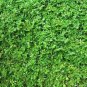 Ground Cover Green Herniaria Glabra 200 Seeds