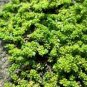 Ground Cover Green Herniaria Glabra 200 Seeds